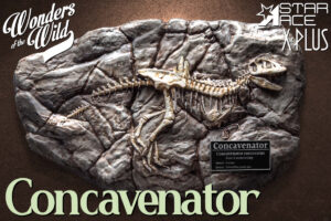 STAR ACE X-PLUS SA5004 32cm Series Concavenator Fossil Polyresin Statuette